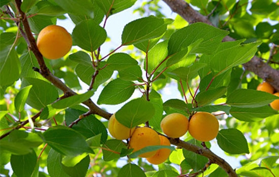 立夏吃個杏，到老沒有病